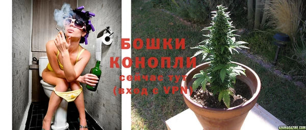 индика Ельня